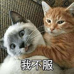 最新猫咪歌曲，探索猫的乐园，寻找音乐的共鸣之声